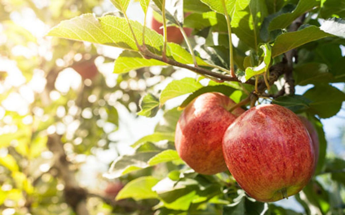 Quel arbre fruitier choisir pour votre jardin ?