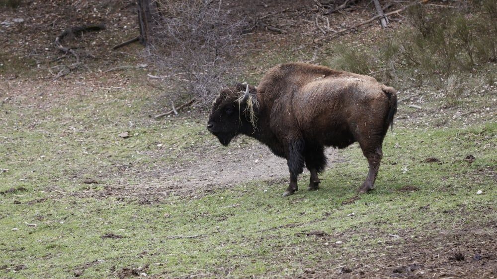 Un drame animalier : trois bisons percutés par un train en Pologne