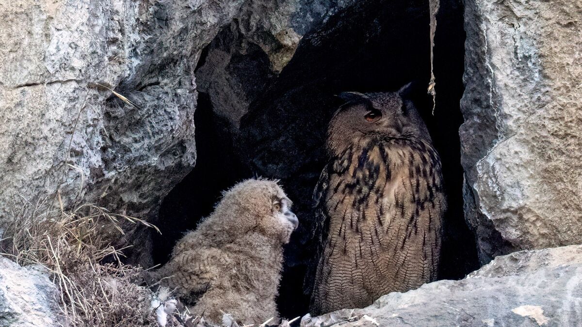 La magie des hiboux grand-duc au château de Foix : un spectacle naturel captivant