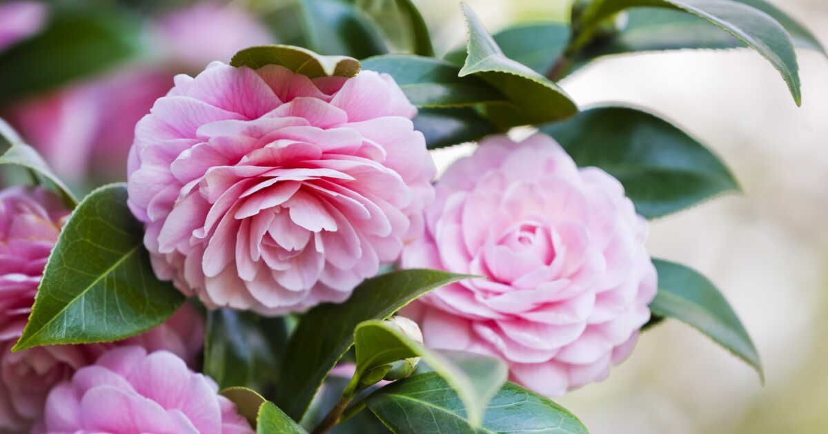 Conseils pour cultiver un camélia éclatant cet hiver