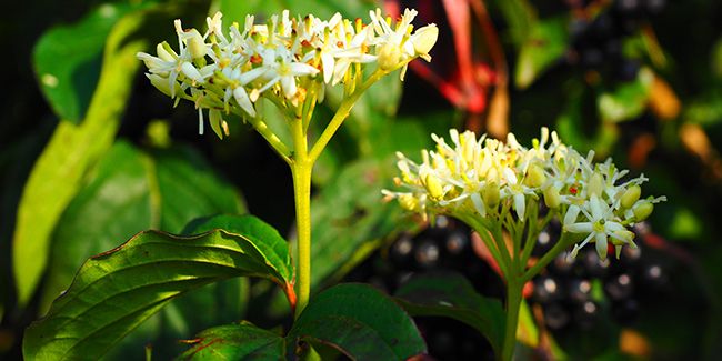 Le cornouiller sanguin, un arbuste aux couleurs flamboyantes en automne
