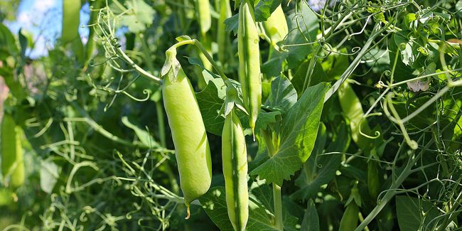 Pois (Pisum sativum) : entre petit pois et mangetout
