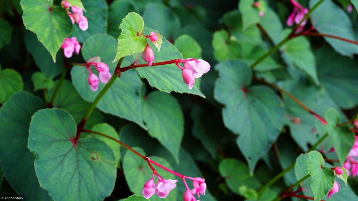 Les meilleures vivaces pour embellir le pied de vos arbres