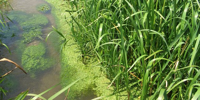 Préparez votre bassin de jardin pour le printemps
