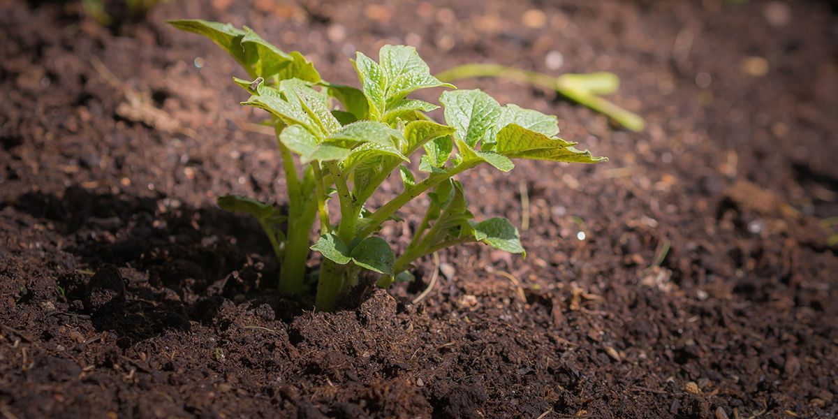 L'art du jardinage : faut-il garder les semis spontanés ?