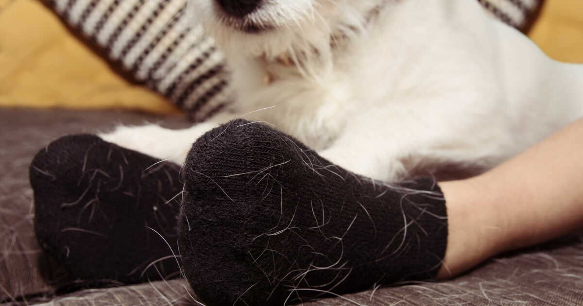 Astuces infaillibles pour éliminer les poils de vos vêtements