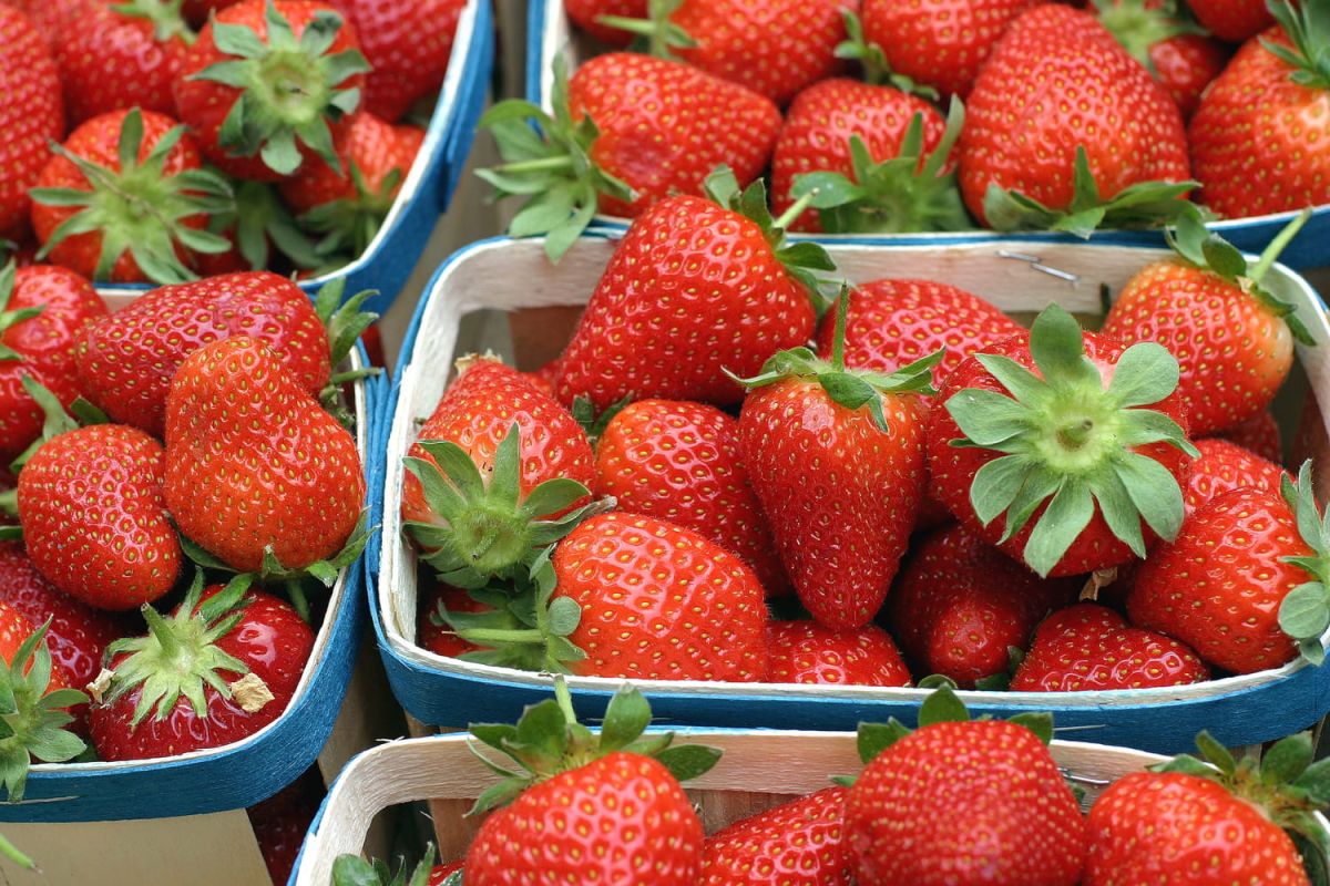 Guide pour choisir des fraises savoureuses : une astuce d'expert à connaître