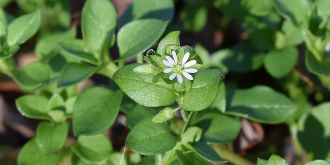 Les 10 mauvaises herbes à proscrire de votre jardin