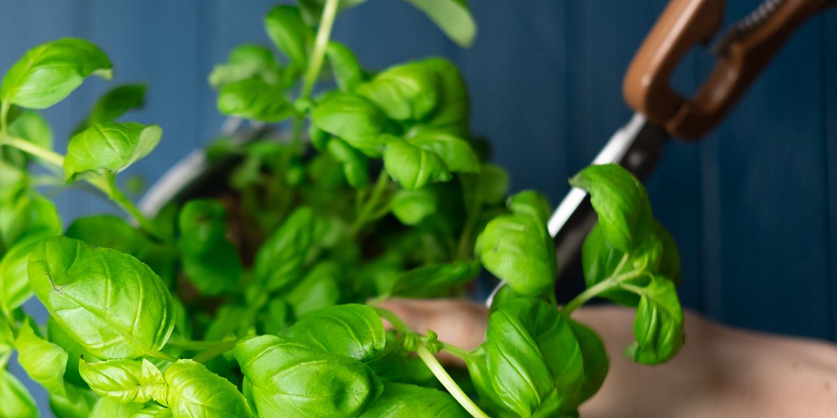 Comment récolter le basilic tout en maintenant sa plante en bonne santé toute la saison ?