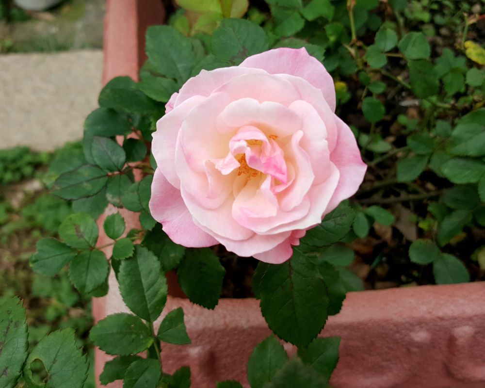 Camélia en pot : guide complet pour bien le cultiver et profiter de sa floraison