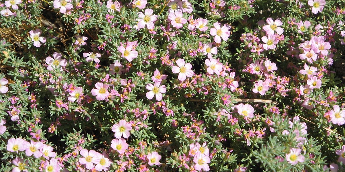 Bruyère maritime, l'alternative audacieuse pour les jardins secs