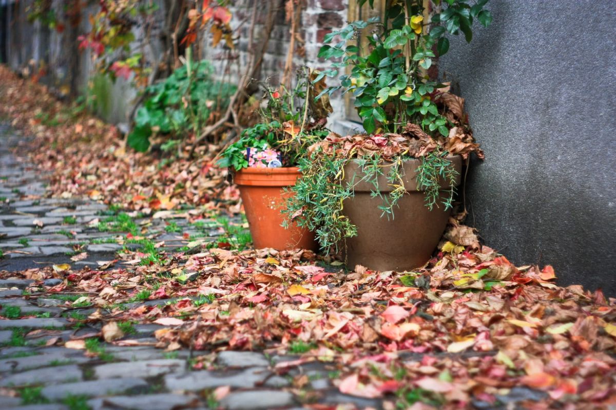 Préparez vos plantes en pot avant l'arrivée des pluies d'automne