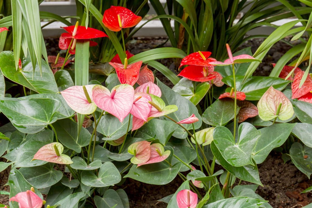L'anthurium : l'élégance tropicale à portée de main