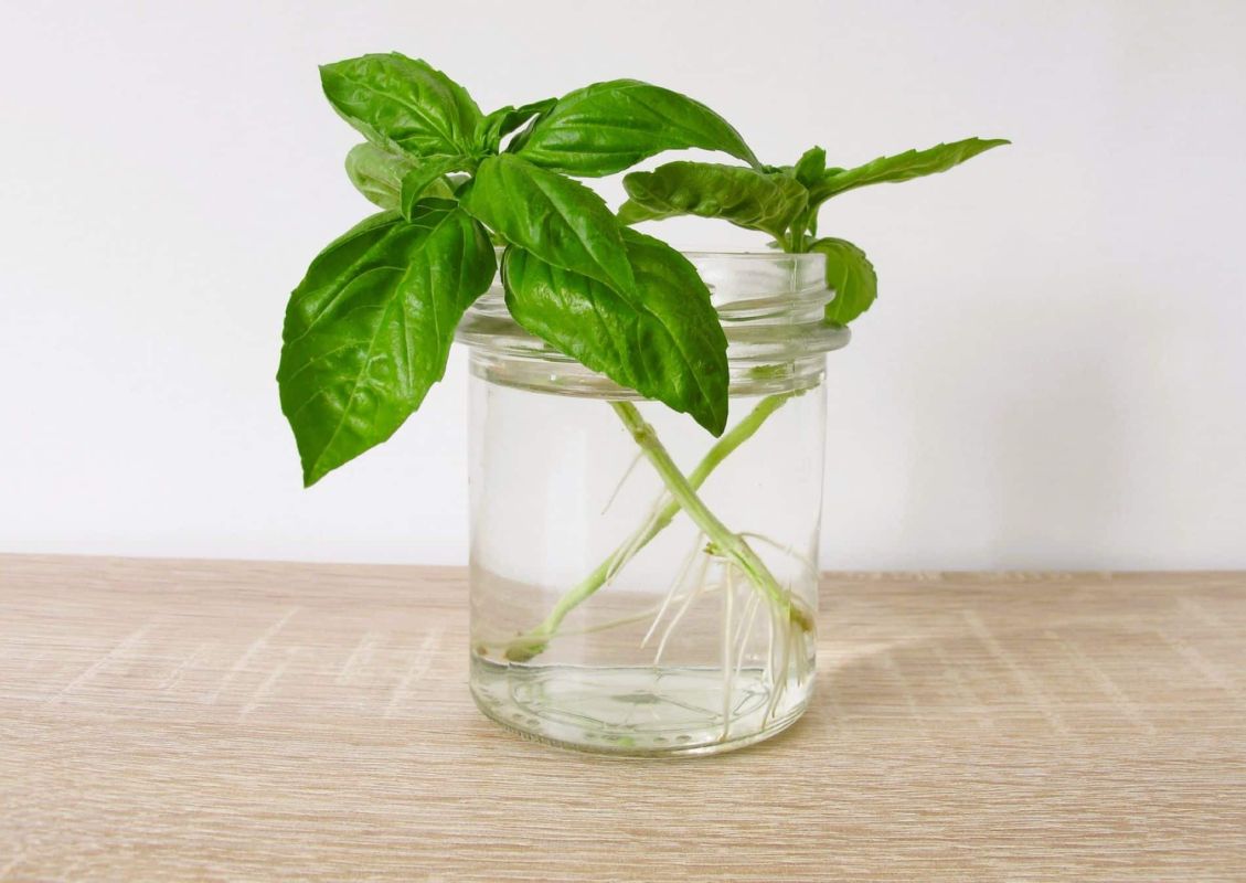 un geste simple pour profiter de basilic frais pendant des semaines