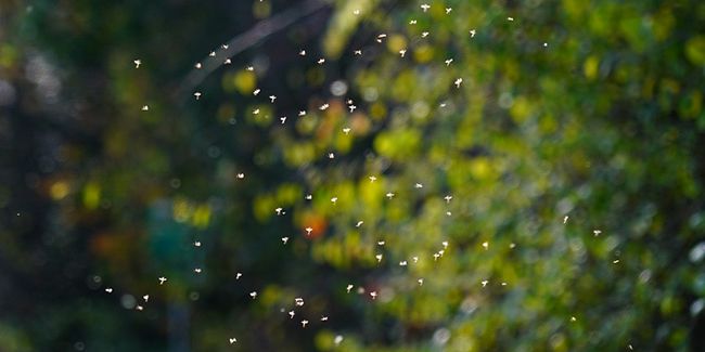 Astuces pour venir à bout des moucherons à la maison