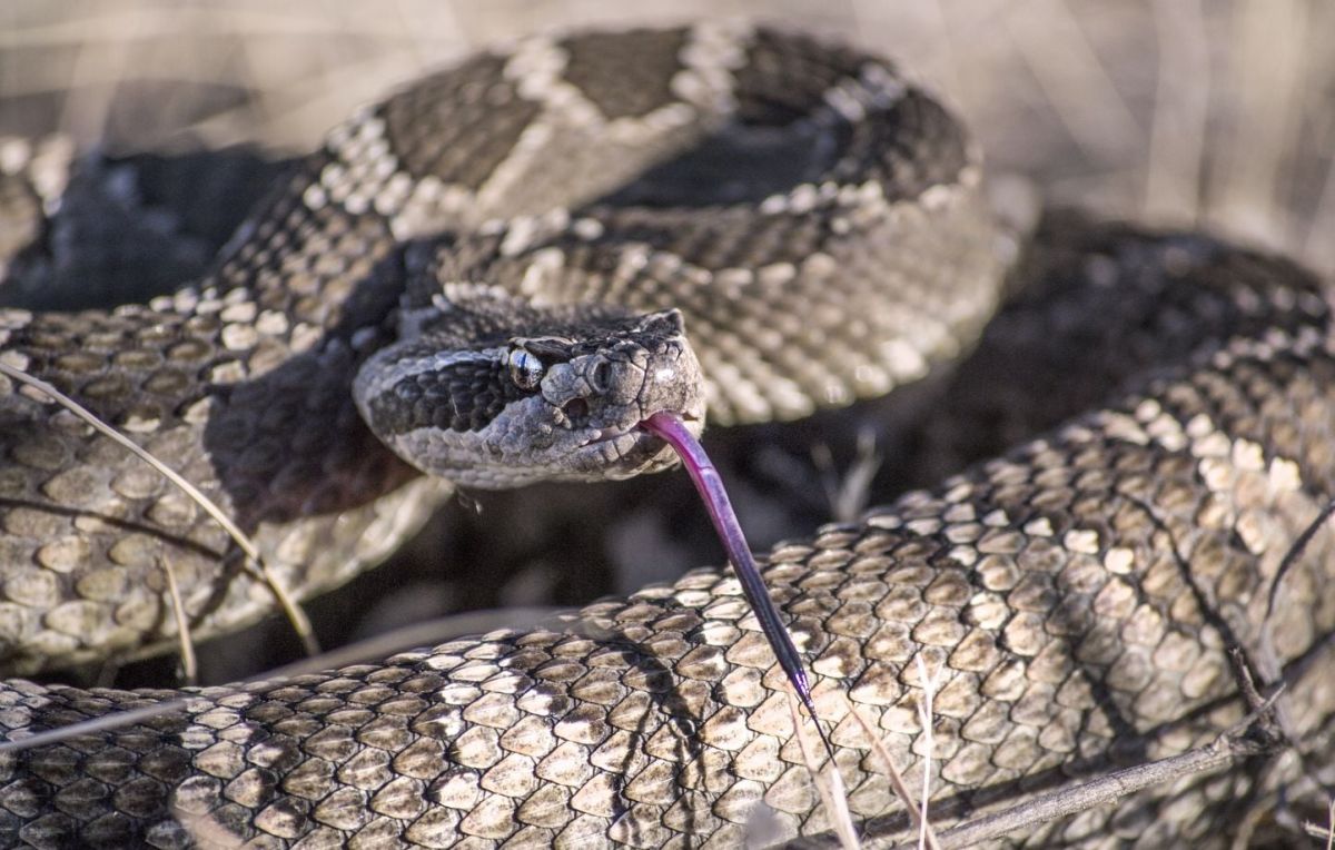 Une randonneuse perd la vie après une morsure de serpent à sonnette en Californie