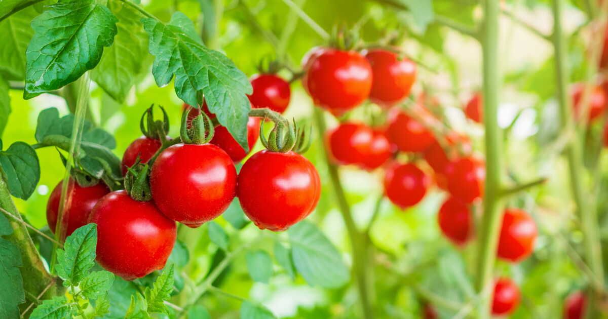Un remède naturel pour sauver vos tomates des pucerons avec du lait