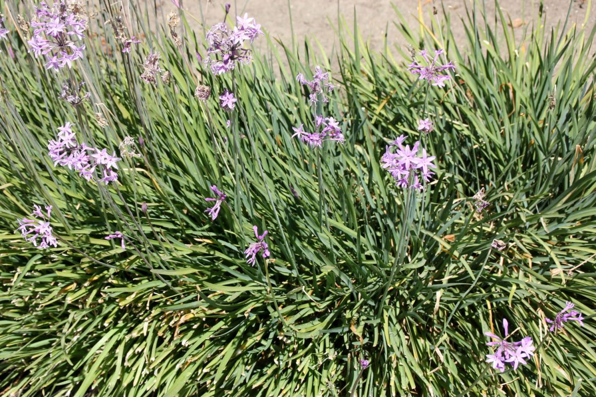 la plante bulbeuse idéale pour l'été : fleurs parfumées et comestibles