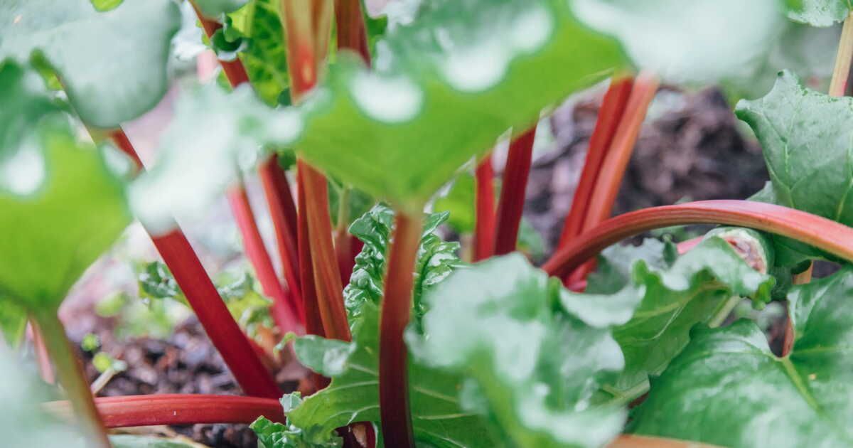 la rhubarbe géante : un fléau végétal sous surveillance en france