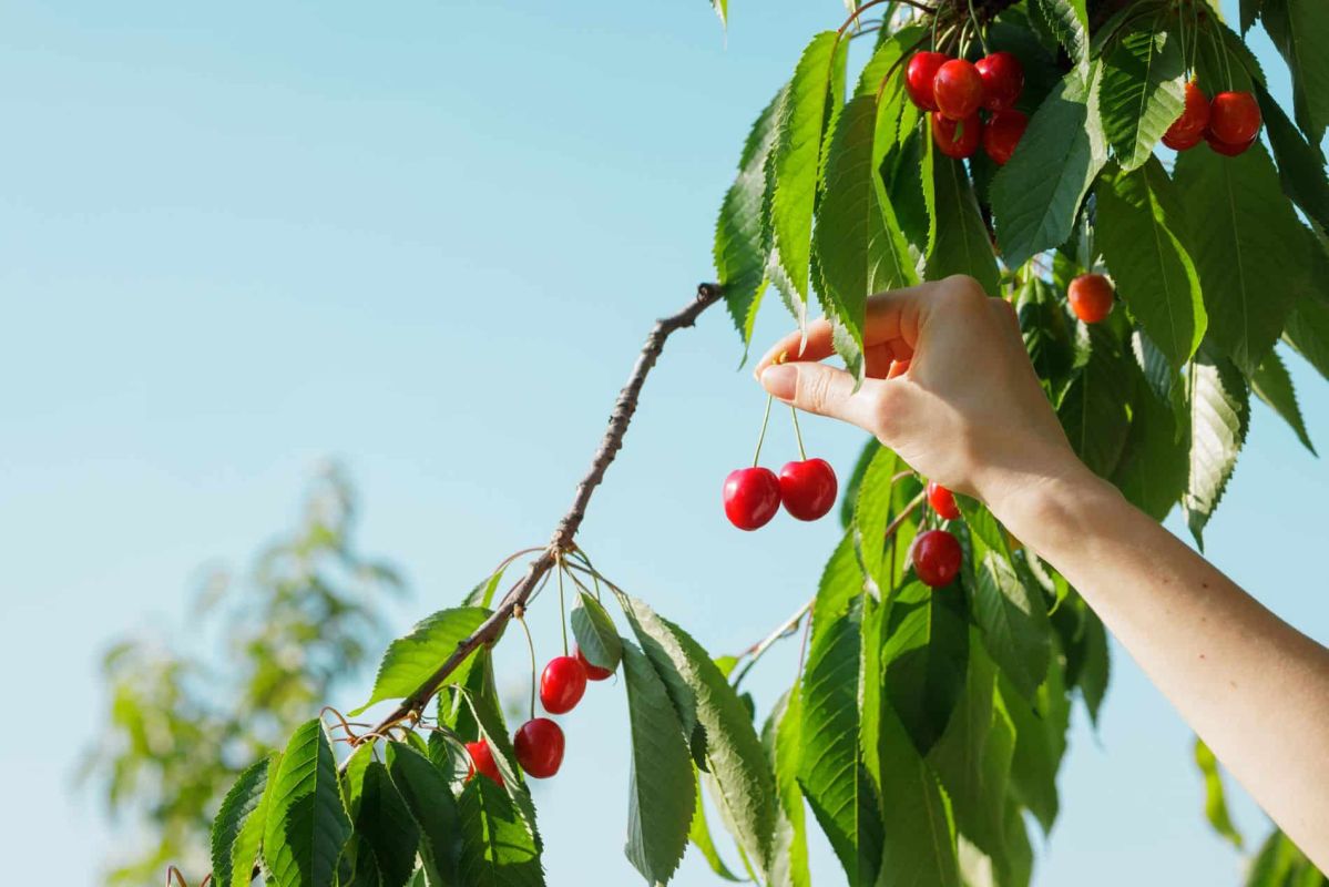 Boostez vos cerises avec ce geste simple à ne pas manquer