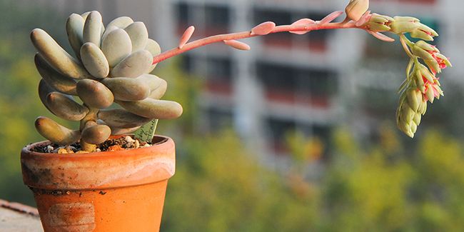 la plante dragée (Pachyphytum oviferum) : une succulente aux allures délicieuses