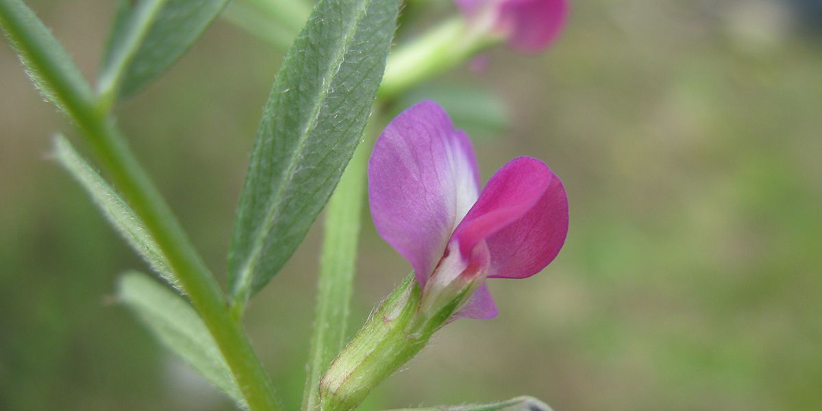 La vesce commune : un allié naturel pour votre jardin