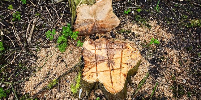 Éliminer une souche naturellement : astuces à connaître