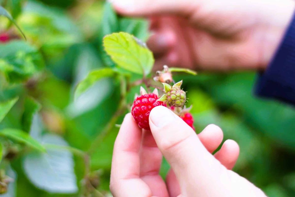 Découvrez le secret des jardiniers pour une récolte de framboises exceptionnelle