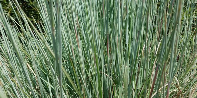 Schizachyrium scoparium : l'herbe à balais incontournable