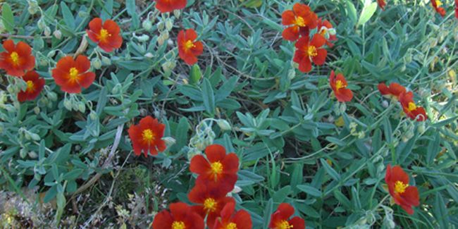 Hélianthème (Helianthemum), fleur de rocaille