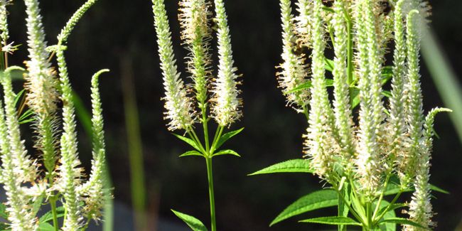 Découvrez la véronique de Virginie, une beauté verticale au jardin