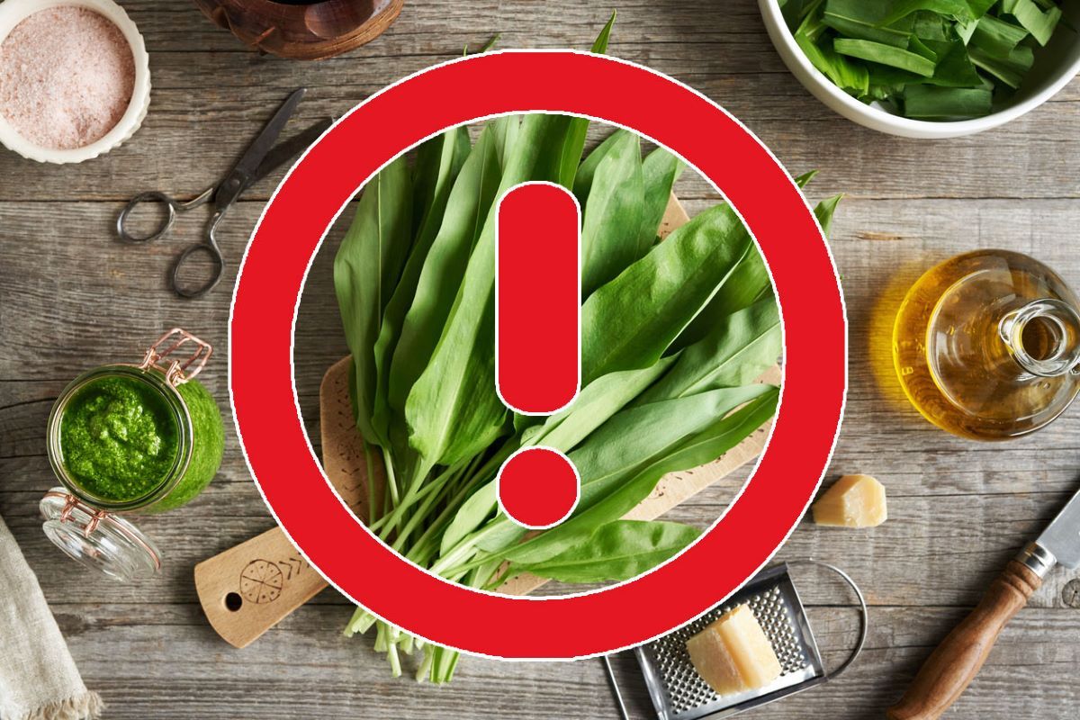 Attention, ne confondez pas avec l'ail des ours : guide de reconnaissance