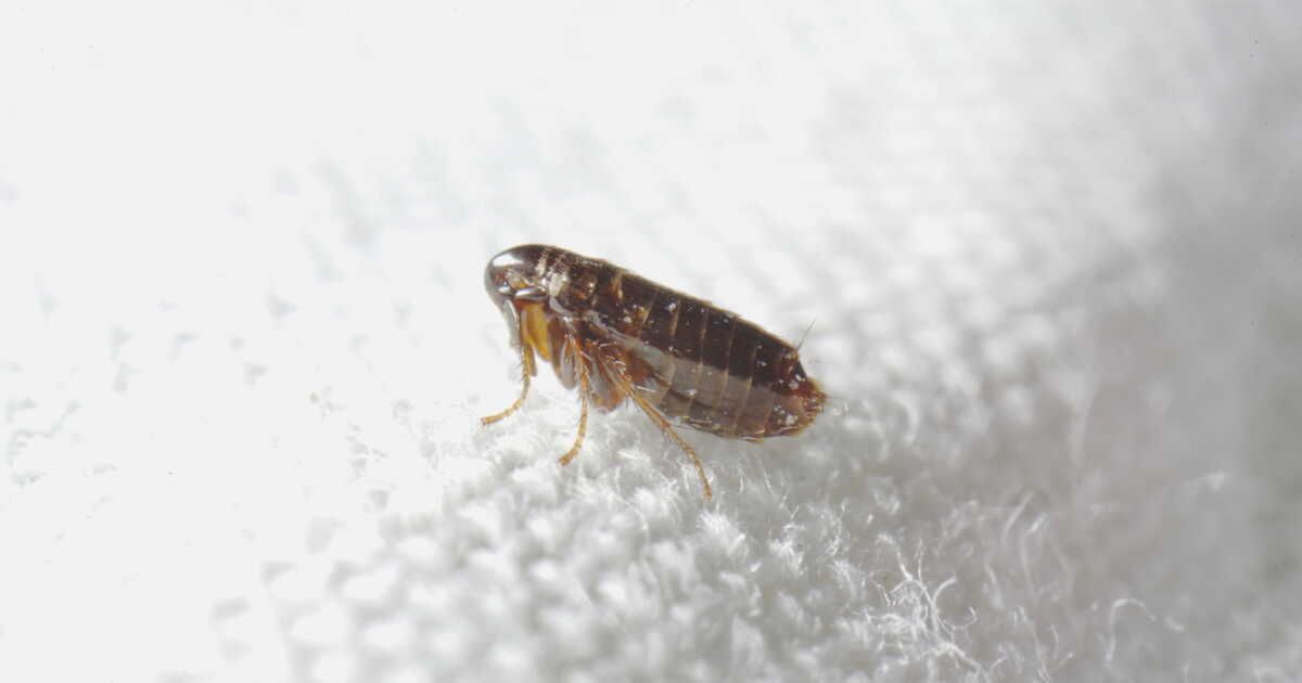 Combattez les puces de parquet : astuces et solutions efficaces