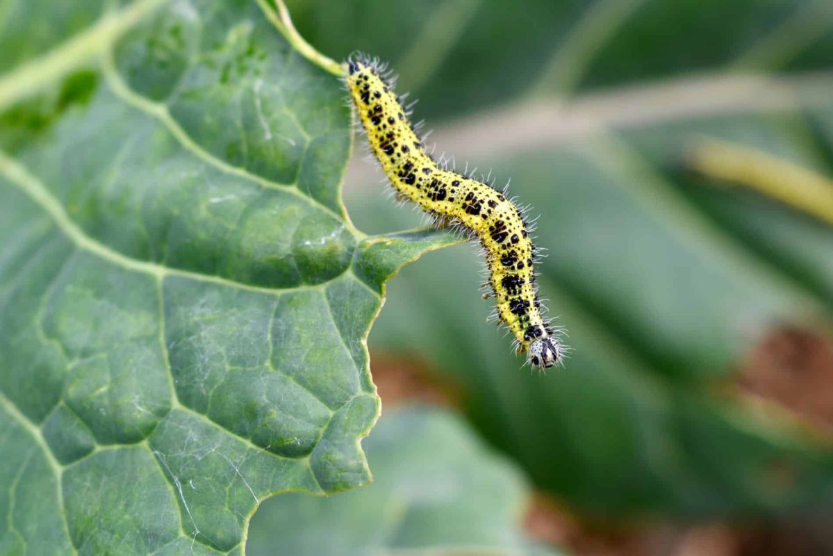 Les chenilles s'attaquent à votre jardin ? Voici comment réagir rapidement