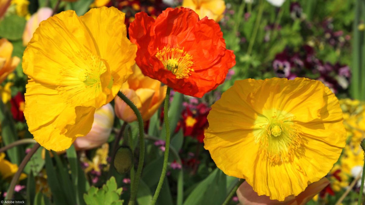 Les secrets des pavots pour un jardin éclatant