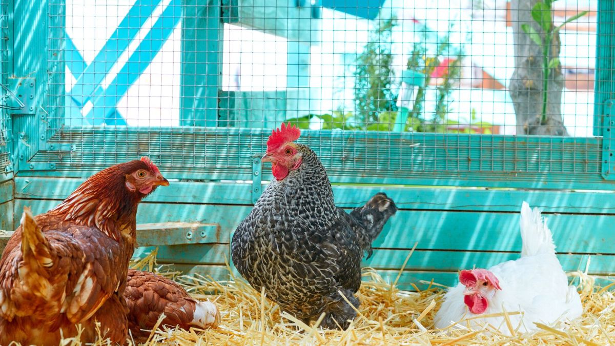 accueillir une poule dans votre jardin : guide pratique