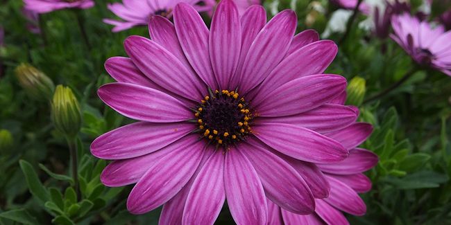 Le dimorphotéca : une floraison éclatante pour votre jardin