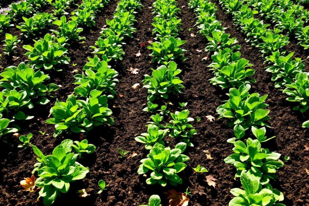 La mâche en août : la clé pour des salades d'automne délicieuses