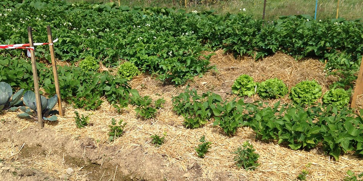 Dévoiler les secrets du paillage : un atout pour votre jardin