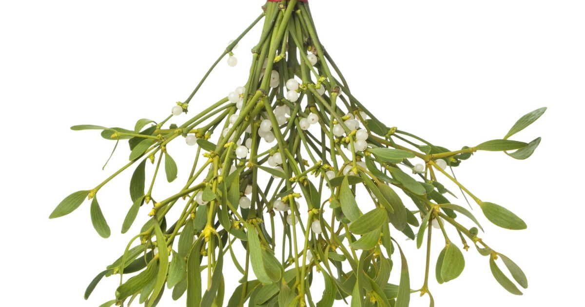 Les mystères du gui : une plante aux multiples significations