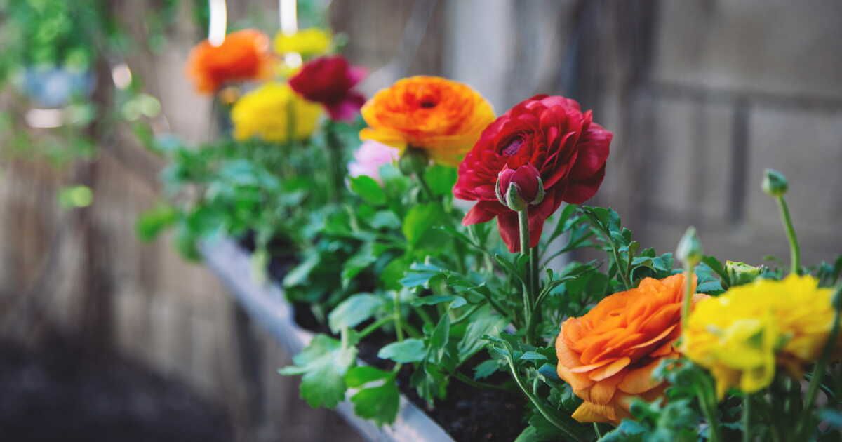 Que planter en février au jardin ?