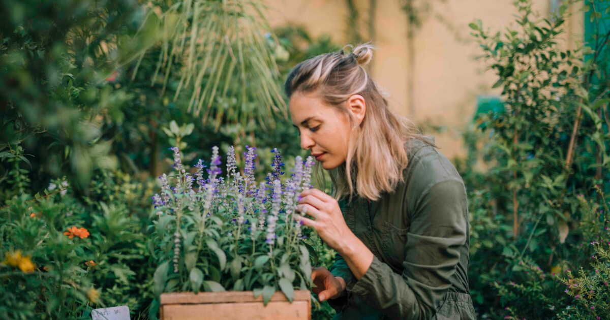 sauver votre lavande en pot : conseils pour relancer la floraison