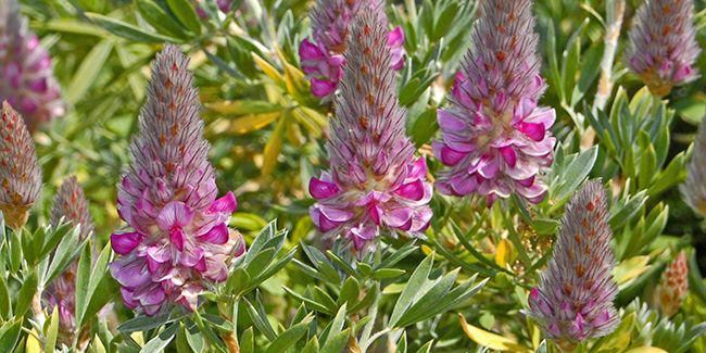 l'ébène de Crète (ebenus cretica), une plante pour les terrains arides