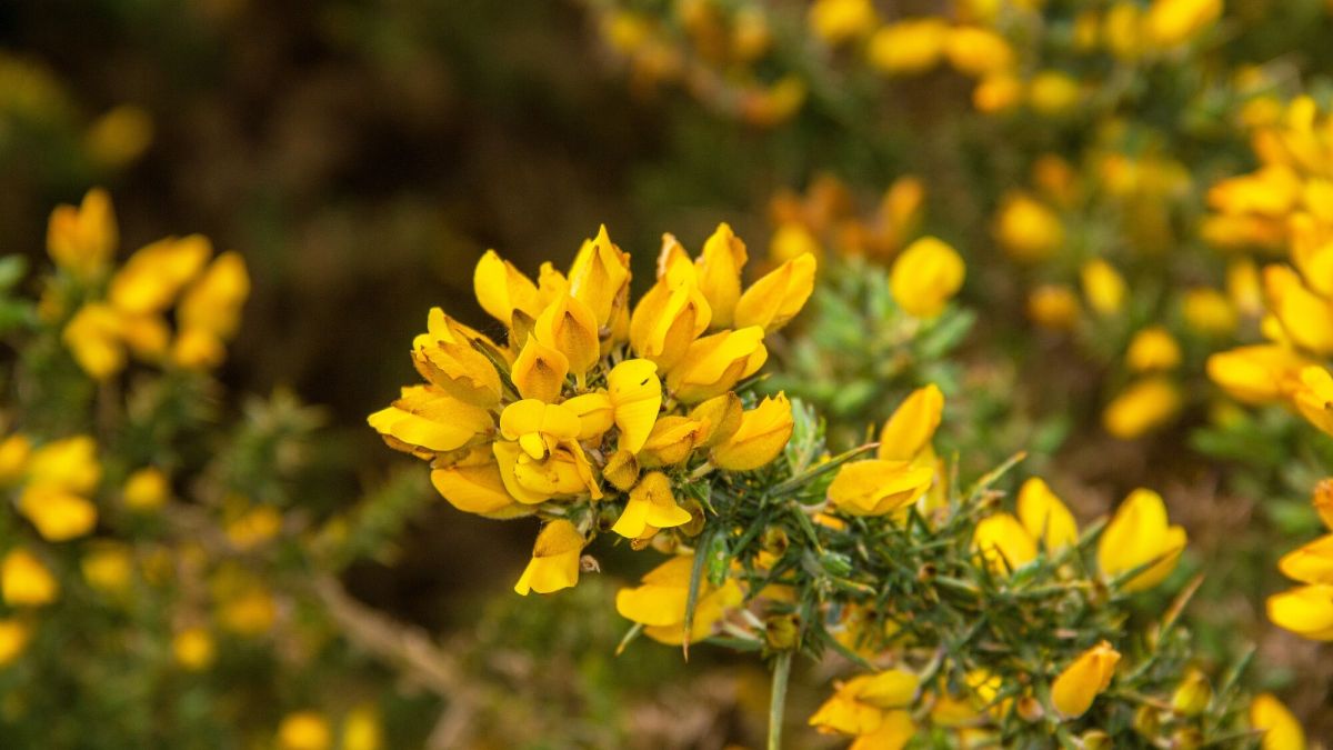Peut-on tailler son genêt de printemps après la floraison ?