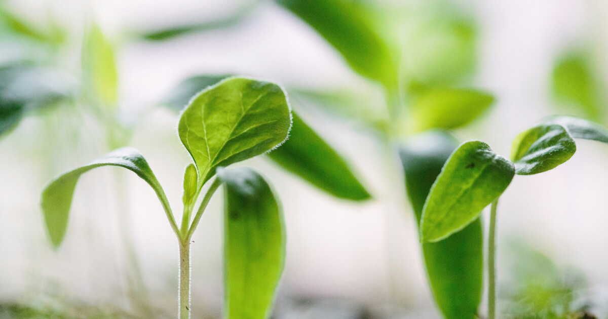 Les secrets pour distinguer les plantes mâles des plantes femelles