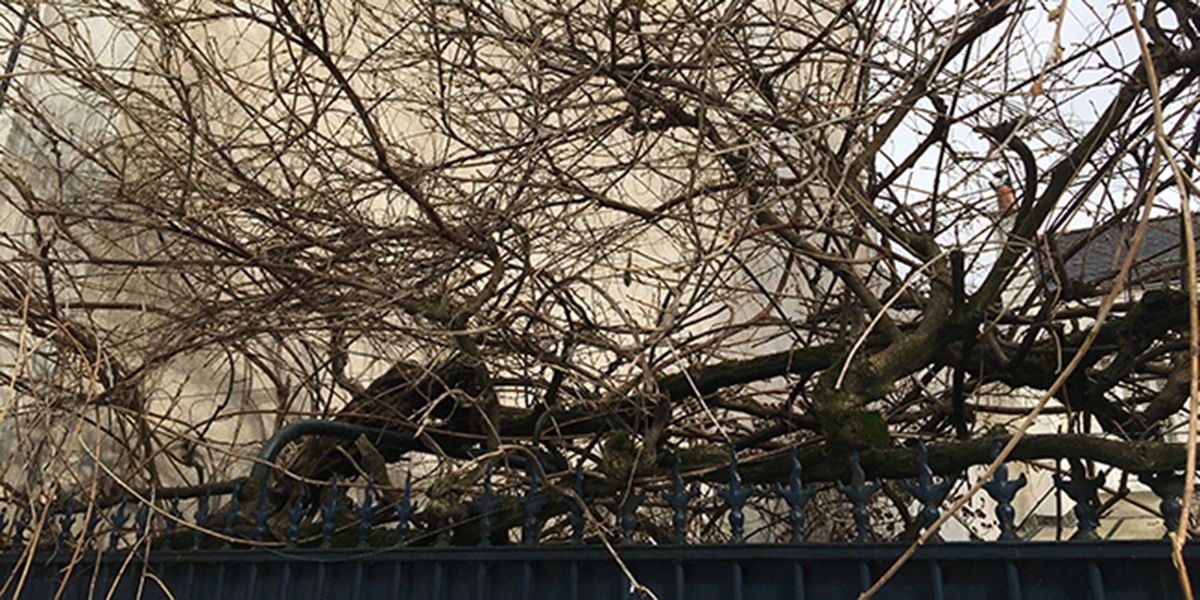 Le guide essentiel pour tailler votre glycine