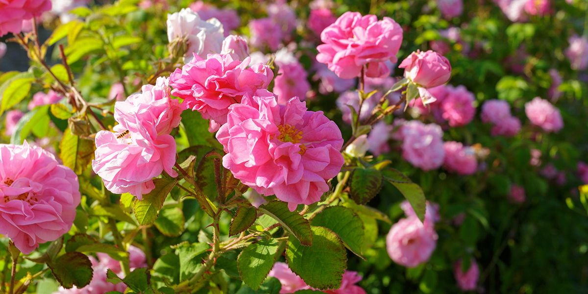 À la découverte des rosiers : histoire et variétés captivantes