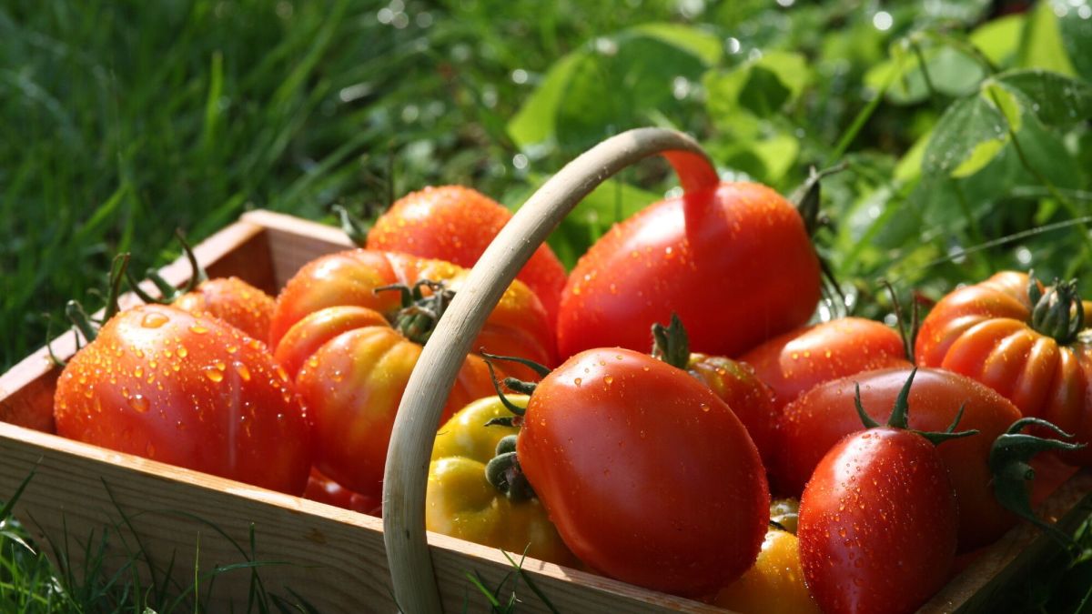 Créez votre potager d'été : il n'est pas trop tard !