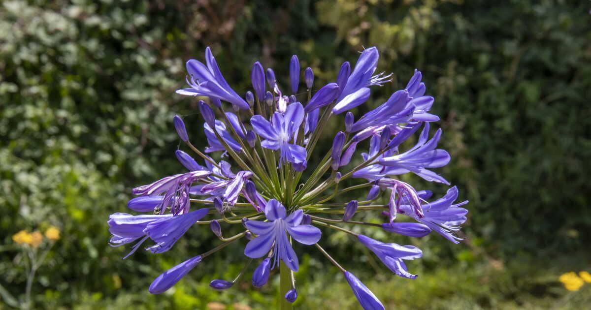 Les secrets d'un entretien parfait des agapanthes