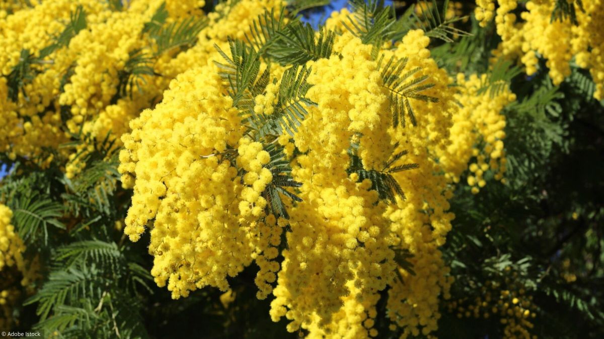 Mimosa : conseils essentiels pour un arbre en pleine floraison